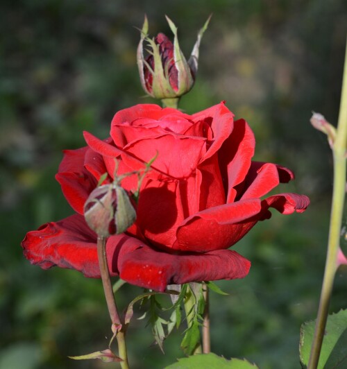 Red Star 4 oct 2