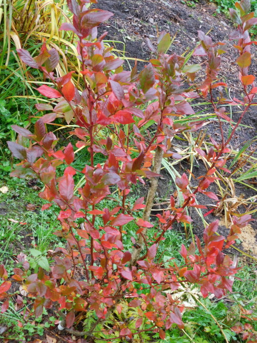 DSCN2587c3776e7bfac9a8e1.jpg