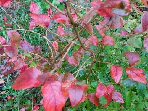 DSCN2589965c2c96d2f66572.jpg