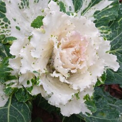 white-brassica-10-octb4dbd2576881275b
