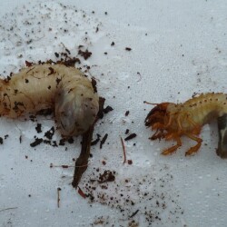 KOPIY-P1190650088e6b060e709006