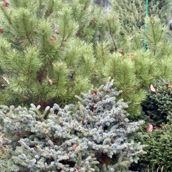 IMG_0949c4cdc9fb58197b0e