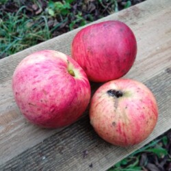 apple-9-nov3851372764d105b4