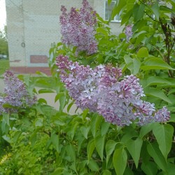 IMG_20250512_184802ecf13e8775fbe6e2