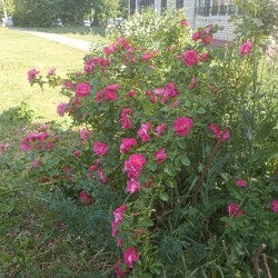 IMG_20250611_0928382c94c4b995ed818e