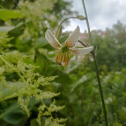 IMG_20250621_104838974ce60df389700b