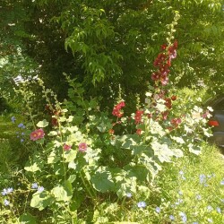 IMG_20250705_105227fe0de2af4858c546