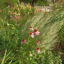 IMG_20250731_17371025a2cabcfb9d7d8c