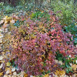 IMG_20251021_1207569446f9e0c5be15e3