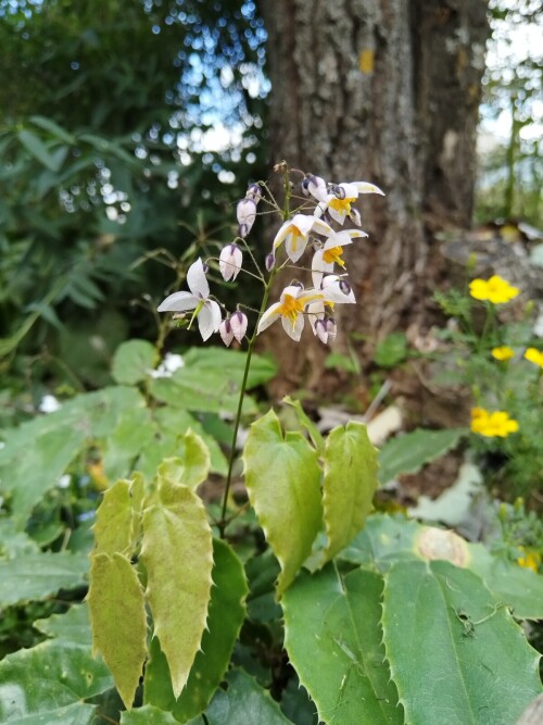 ЛАВАНДОВЫЙ МЕД 25 9 8 (4)