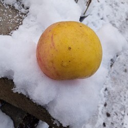 apple-16-nov96c4b30cb1ab4284