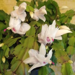 December-19-Nov-1cdba6c8142b1795a