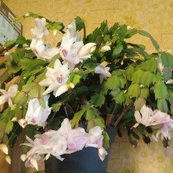 December-19-Nov-28328ab23fc16e29f