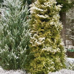 IMG_09910d65318e5eabd85a