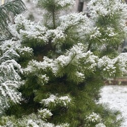 IMG_099539905f6a98a89d59