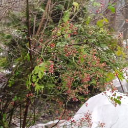 multiflora-France-24-nov7ab95a097d297e54