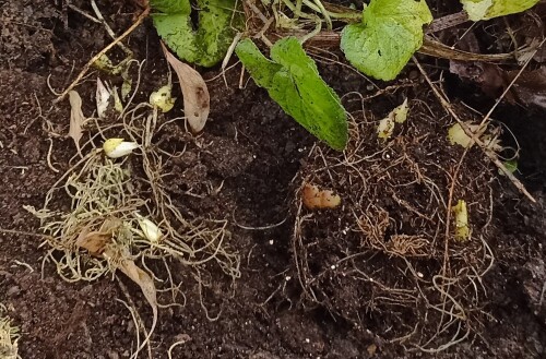 IMG 20251123 151743к Terrace City