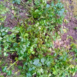 SELDEREI-6-DEK8d7a00feb47d5cf7