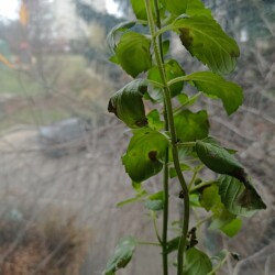 IMG_20251110_150759b9ead722d4502015