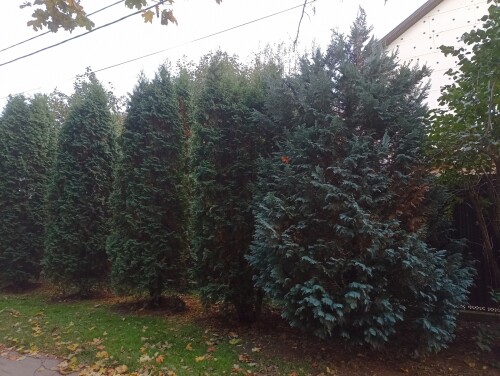 IMG_20241017_170510 Кипарисовик и туи