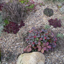 GAULTERIY46d71dd77fab6b26