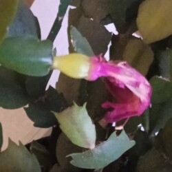 decemb-18-12-pinkf426f615576fd745