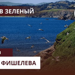 Igor_Fishelev_zelenyi_67a1621f92faf5c8b