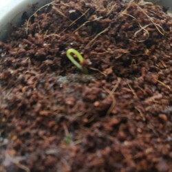 LANKONGSKAY424a62963e609c72