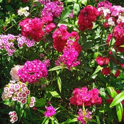 mini-alberichf0579535ea068fc1