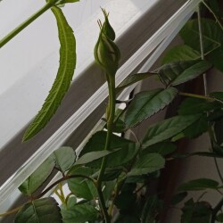 rose-buds-10-jan151cf87b7b8d8207