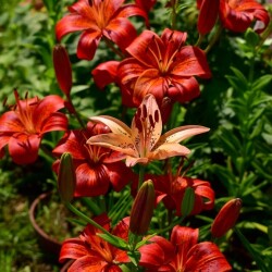 LFZXxo8R2CLhEu-T7wQxfy2bm6kS7WvPdZcSPgI_RqBr5QZY-yN0_ph56RDJezZW4vk5VCj9bOl3NbBIHlgzvQLr088de2b7cfb3d16d