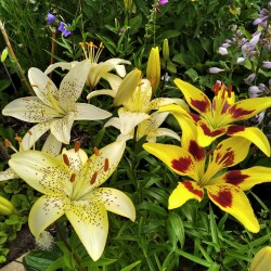 IMG_20200713_08504249ad08432202fd0b