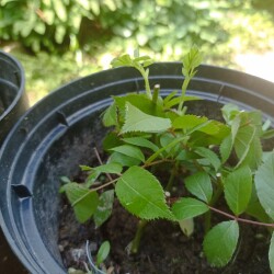 IMG_20250726_1322575c8459ff721199d5