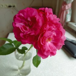 IMG_20250818_12285757426ee1c6ae4e93