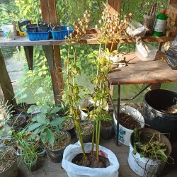 IMG_20250831_145738949c3572ed6a1a31