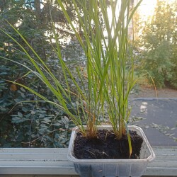 IMG_20250922_09190413bad3242f7aae52