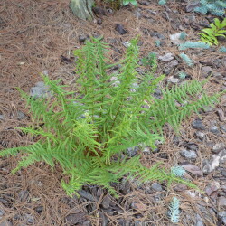 USPP1340310760caea478e8dba1