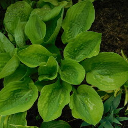 DSCN9849fca42eccaf20a2a4