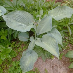 IMG_20250612_175931c54d3726b120cafc