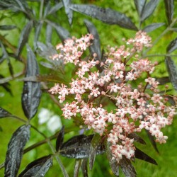 IMG_20250618_0812089836bd9e4cfcfb97