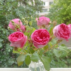 IMG_20250619_091404a2893f24a4d8d517