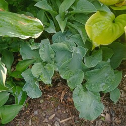 IMG_20250622_1826184fb996e068a128c9