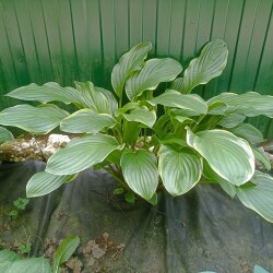 IMG_20250628_1723057eed88f110bc4bab