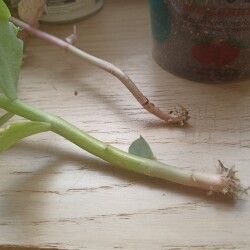 IMG_20250530_112324e5ad1f6f2725fcc9