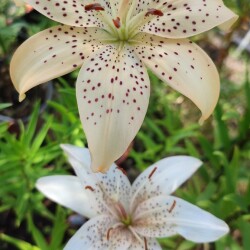 53845867195_a0d0b1e245_bd33dc8e9b4021850