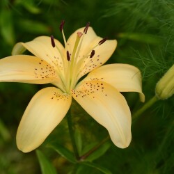 UJcg_A1E9hI4np9JEsfBKVoNr1SQjsFxLvmXFdZJpTg88BlUHl6n-Jt9UX6aOfs3W1-eM4BaWK4DGHswkPQRxr8q5a91f73ea588bbd5