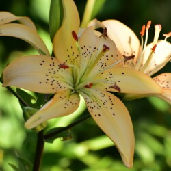 CAwJnVVoF5LFPLKueBOWjtSrvCAgr-LnAtG-04tlTnWkalzQSeQNFRgl4449QBLlmkgRAZT017OX5ZXm65ustNrYc7bb7ac84d379a85