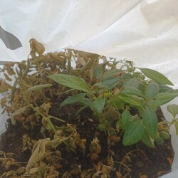 IMG_20250417_0802248f6309d414af220a