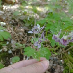 IMG_20250428_131100f1f99d765540c068