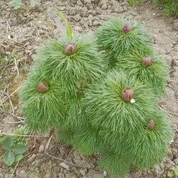 IMG_20250430_1216556c7c5f6fb345626c